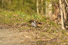 仲良しではないのだ…