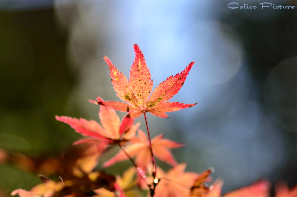 12月の紅葉