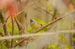 Black-faced bunting