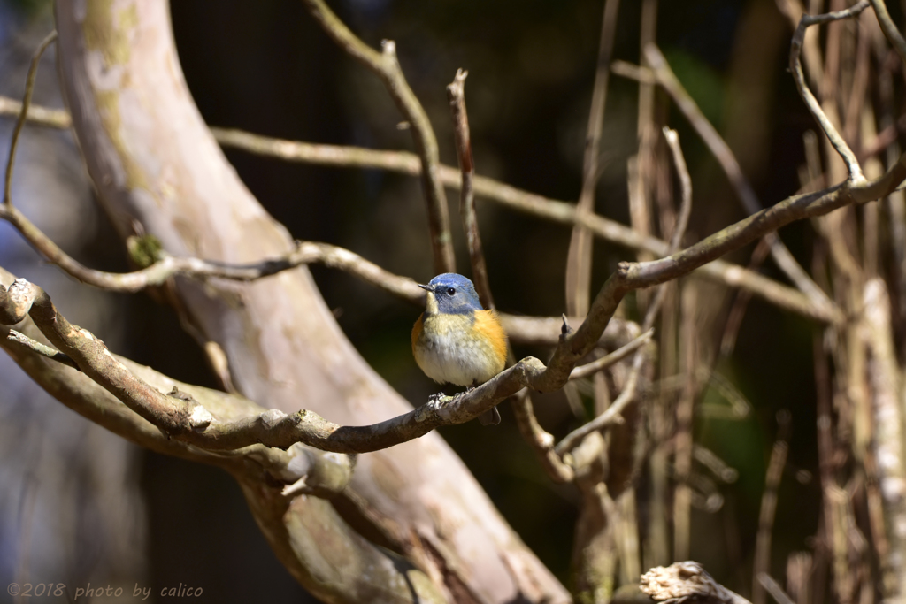 ルリビタキ夫婦 Ⅰ