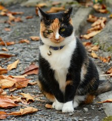 じー