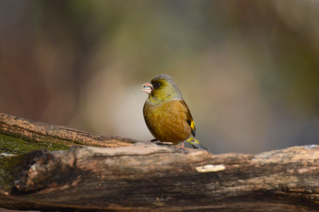 殼ごと食べるの！？
