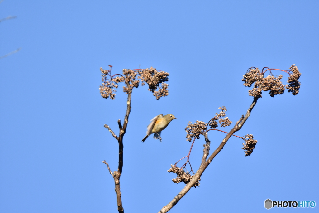 小鳥達のレストラン Ⅱ