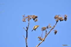 小鳥達のレストラン Ⅱ