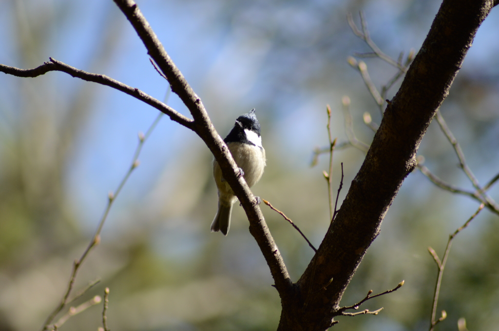 寝癖じゃないよ