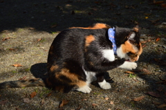 きれいきれい♪