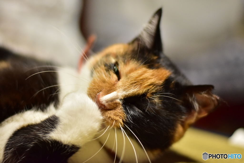 考える猫