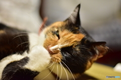 考える猫