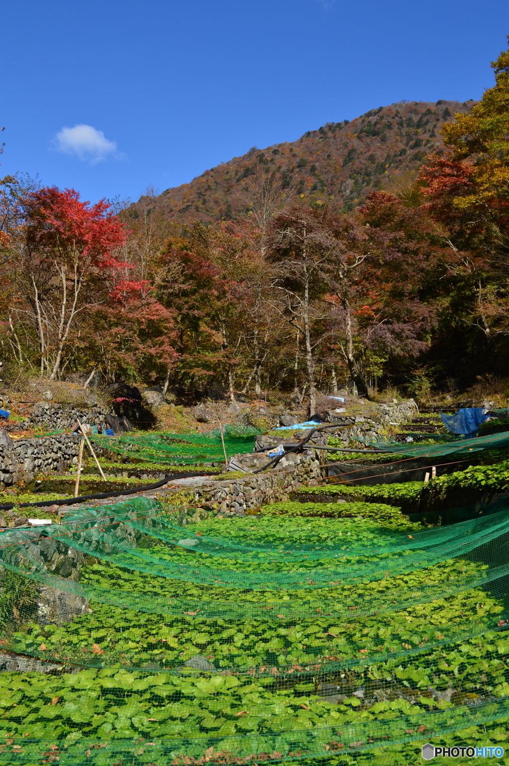 紅葉進む山葵田から Ⅰ