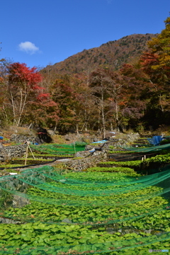 紅葉進む山葵田から Ⅰ