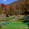 紅葉進む山葵田から Ⅰ