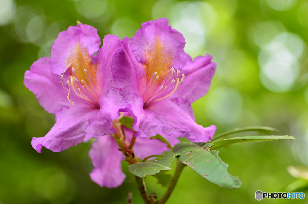 花木の女王 