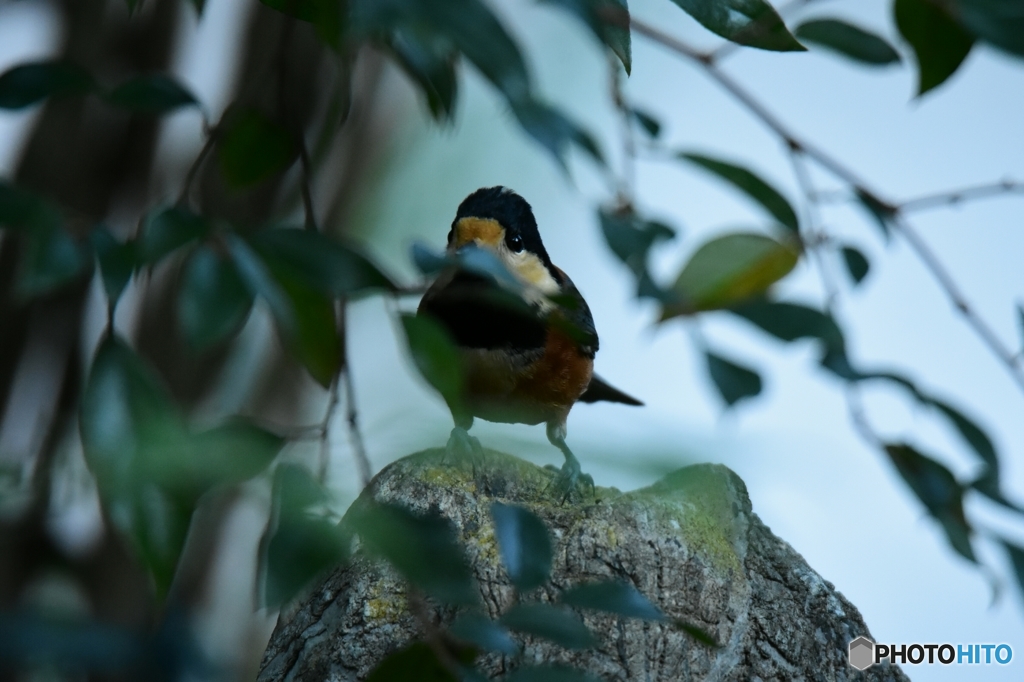 目線でアピール