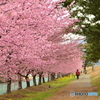 美和桜