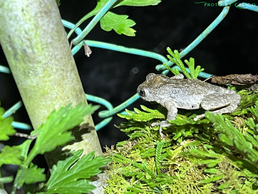 夜のカジカガエル