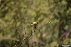 鶸色 (ひわいろ) Ⅲ