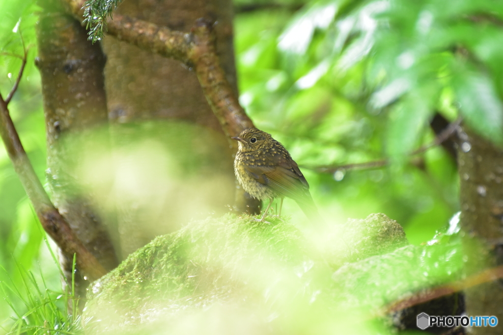 生まれも育ちも鳳凰山