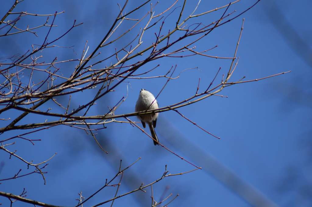 丸々としたエナガ