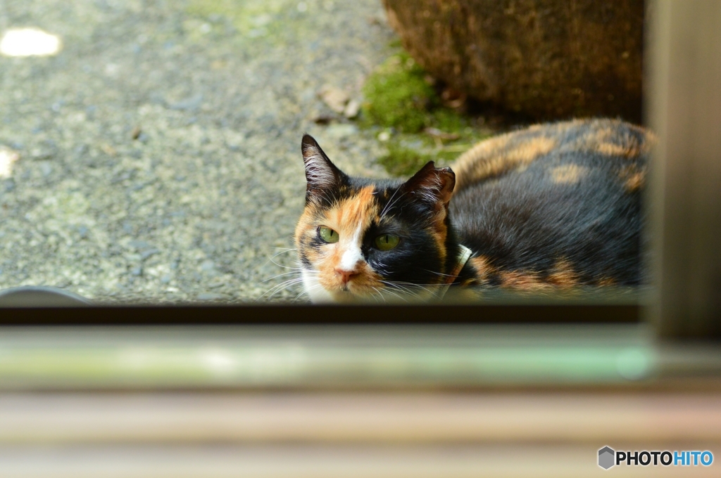 暑いから地べたで寝るニャ