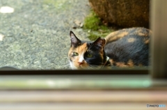 暑いから地べたで寝るニャ