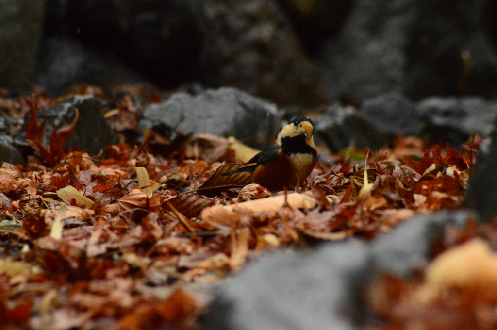 種はないかな～