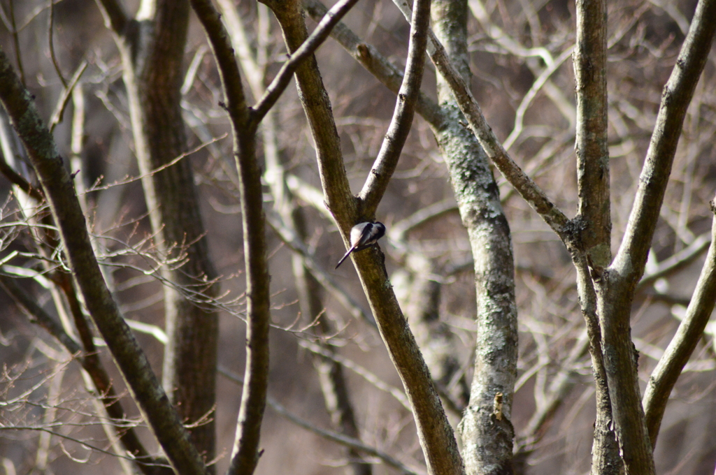 キツツキのようなエナガ