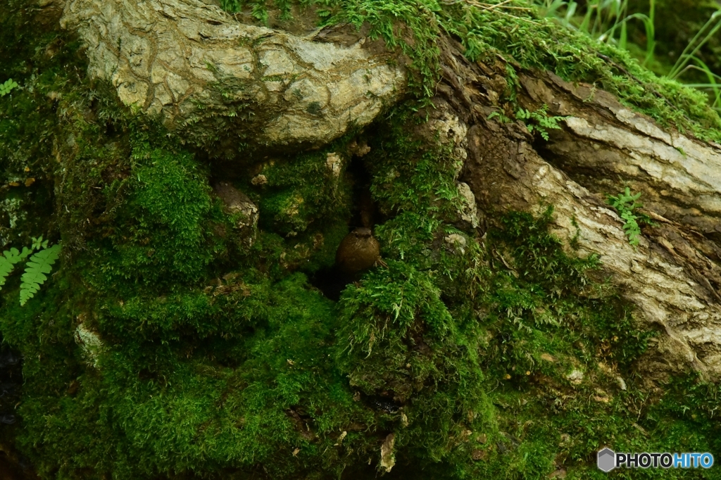 大ダケカンバとミソサザイ