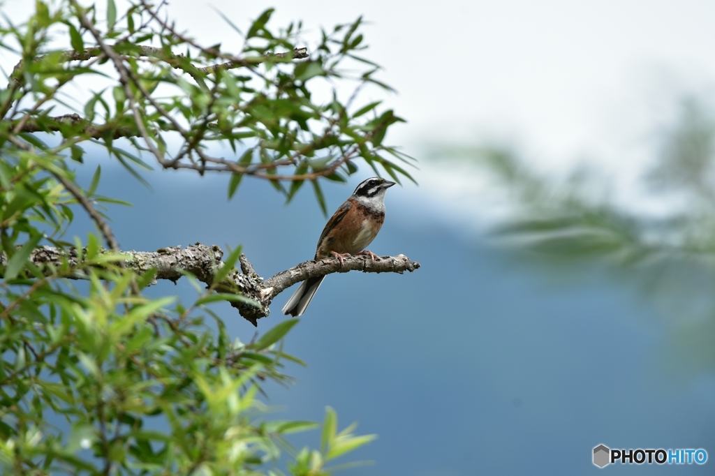 柳の木に来たホオジロ