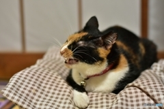 静かなのが一番ニャ！