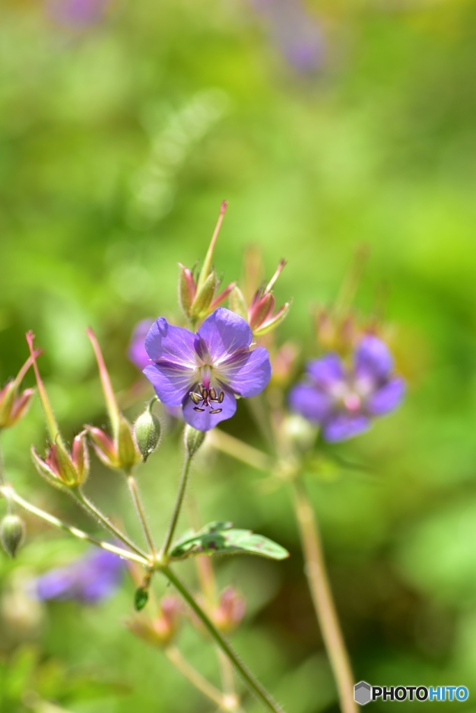 北岳に咲く花 〜タカネグンナイフウロ〜