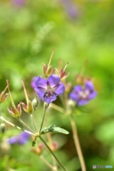 北岳に咲く花 〜タカネグンナイフウロ〜