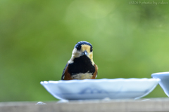 種…まだ無いの？