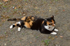 ふて寝するニャ