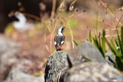 気になって来てみたよ♪ 気になって来てみたよ♪