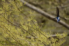 新緑と青い翼