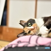 梅雨は退屈だニャ