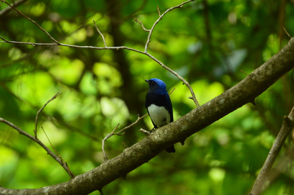 静かなオオルリ