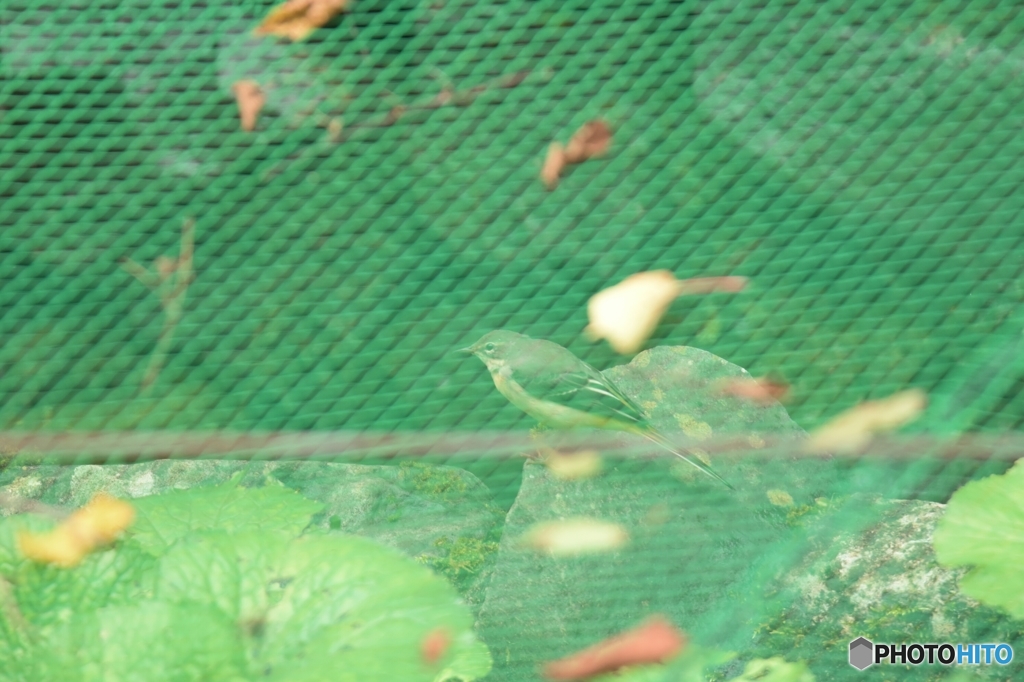 こっそり餌探し