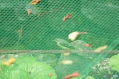 こっそり餌探し こっそり餌探し