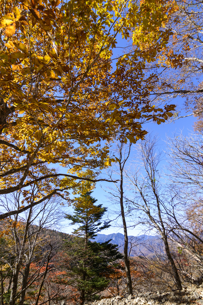 晩秋の紅葉 Ⅳ