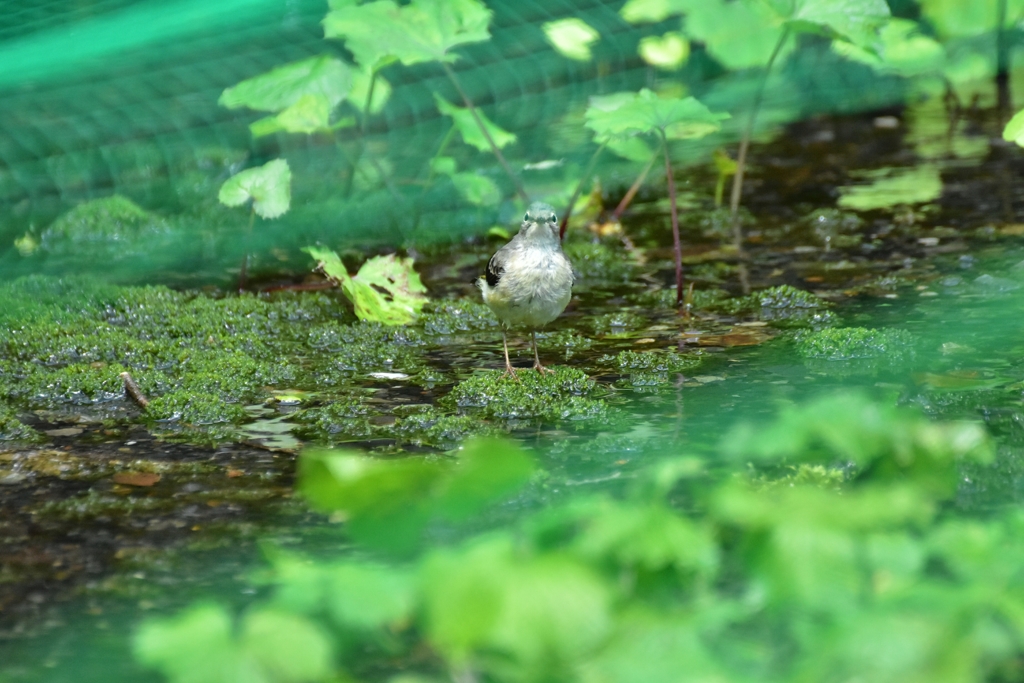 ここのお水は冷たいよ〜
