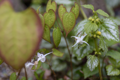 春の花、続々と
