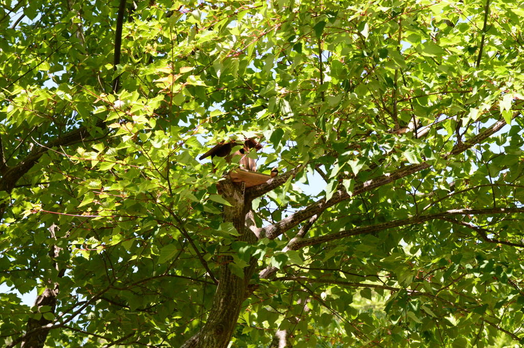 森のヤマガラハウス