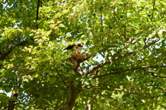 森のヤマガラハウス