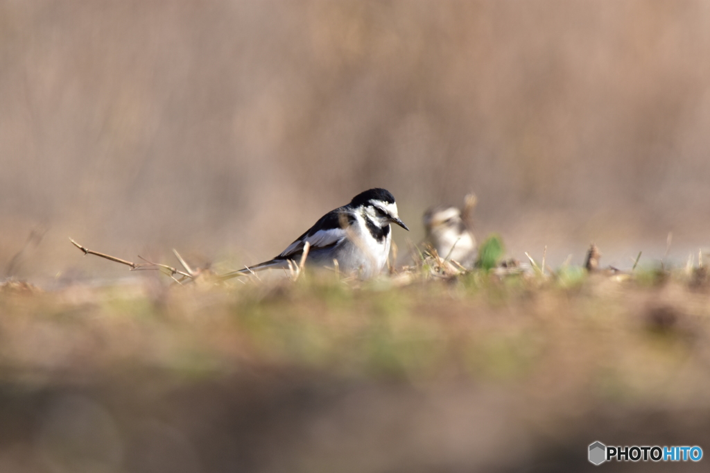 一緒に写りたかった？