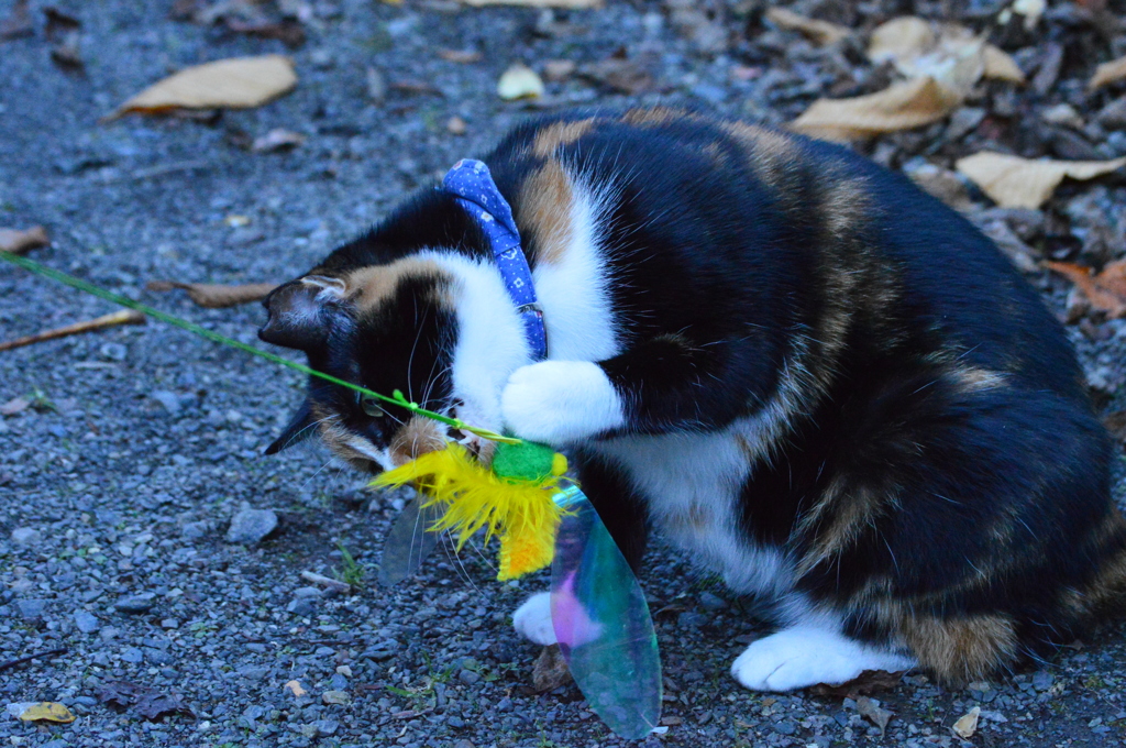 新しいおもちゃ②