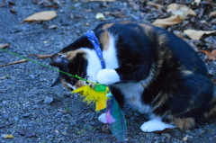 新しいおもちゃ②