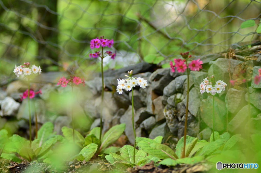 山葵田の九輪草 Ⅱ