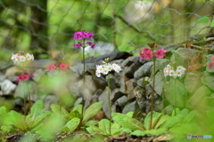 山葵田の九輪草 Ⅱ