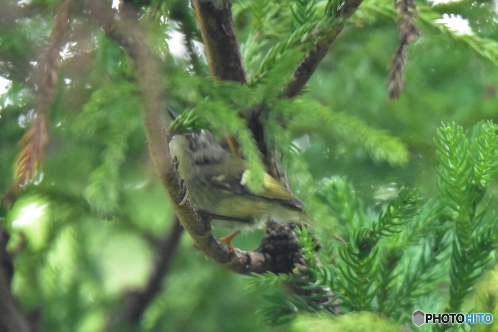 キクちゃん！？